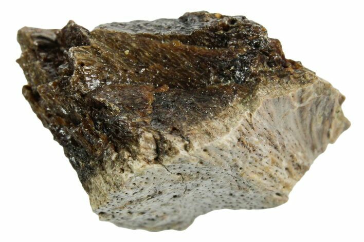 Fossil Tyrannosaur (T rex) Bone Section - Wyoming #352926